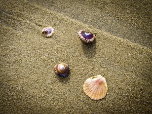 abaconda_beach_shells-1