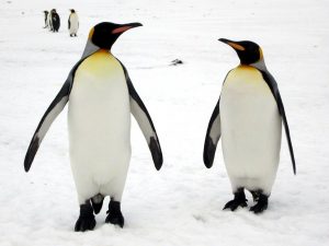 King Penguin Couple. Photo credit David Stanley (Creative Commons 2.0)