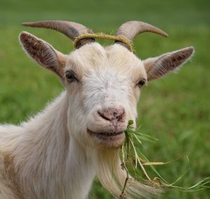 closeup of goat