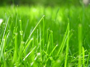 Image of green grass in closeup