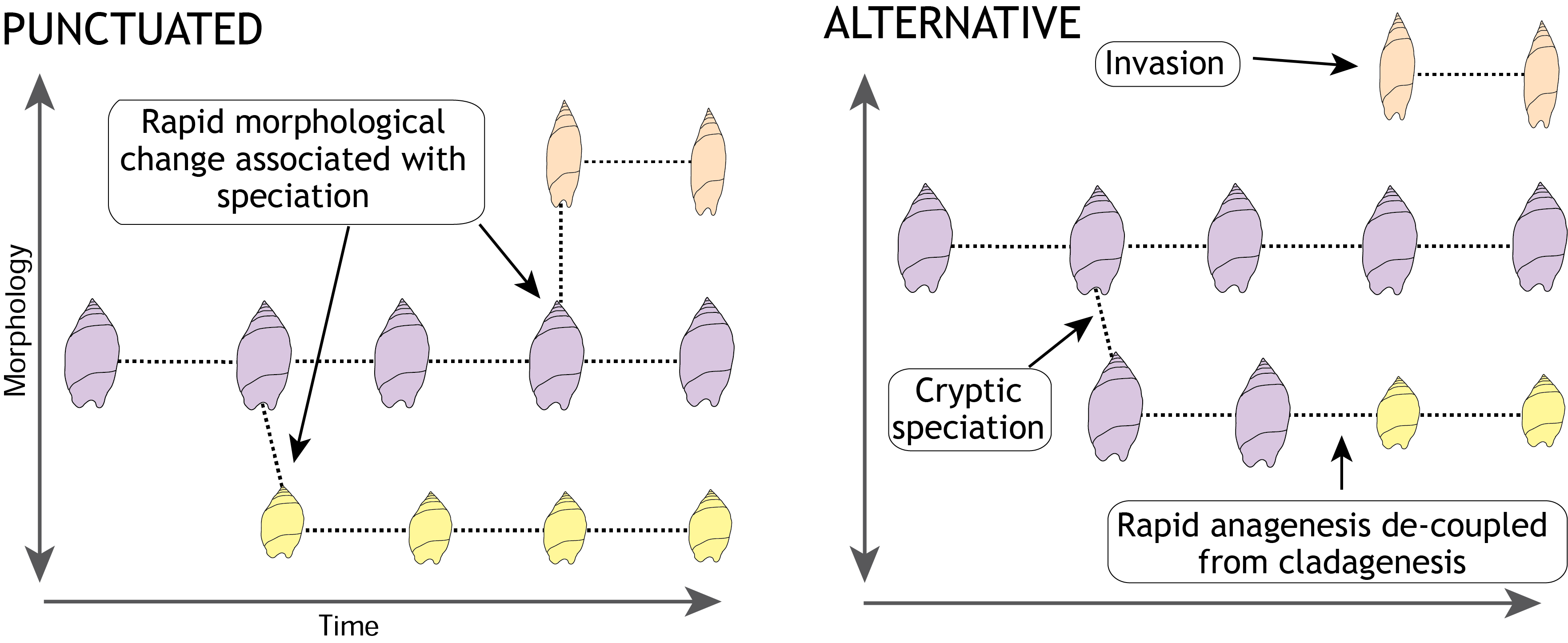 punctuated equilibrium examples