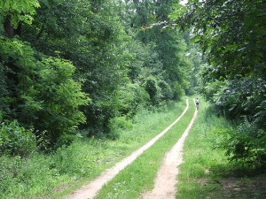 Forest path