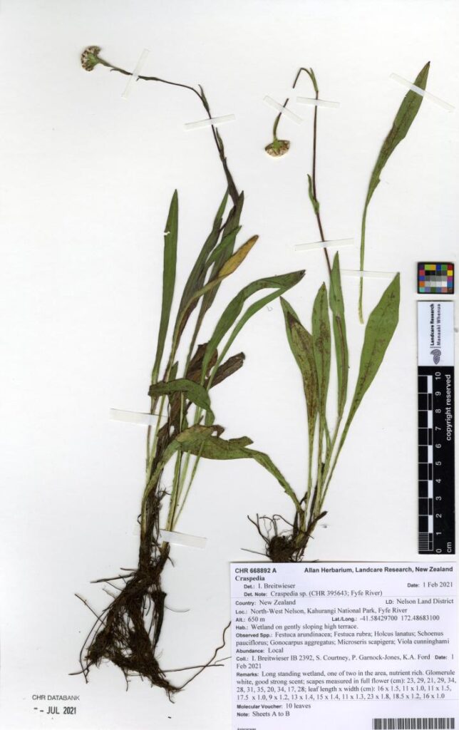 Photo Source: Manaaki Whenua-Landcare Research, NZ Arthropod Collection