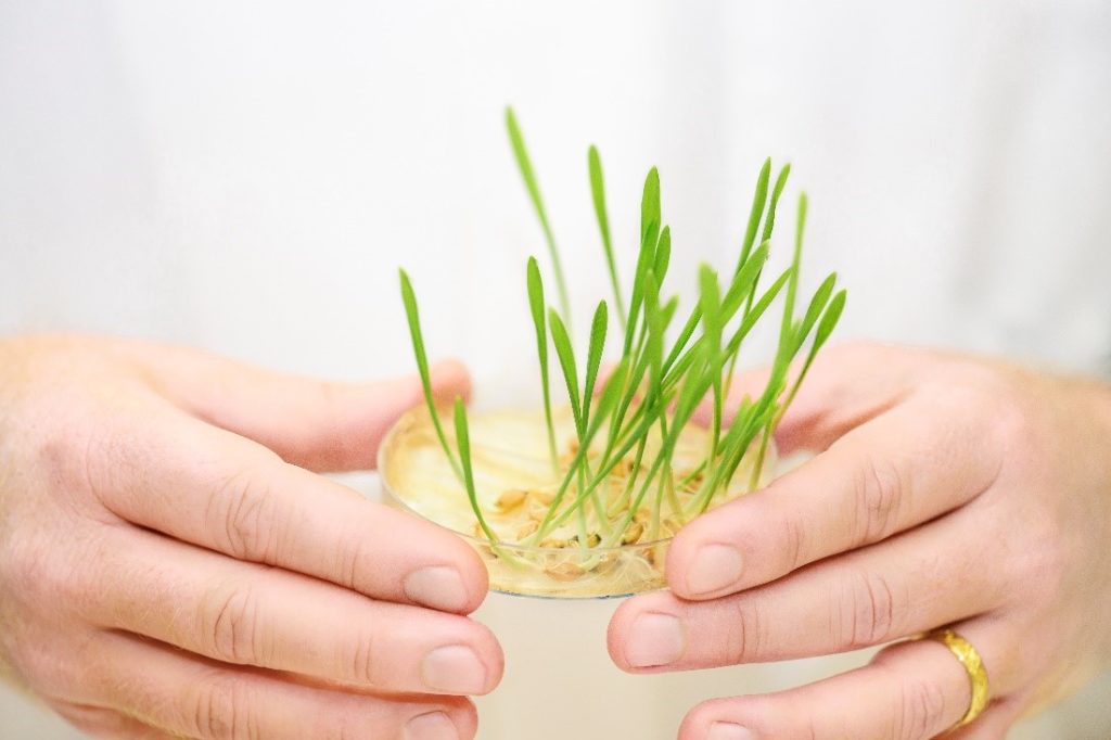 A petri-dish with sprouts.